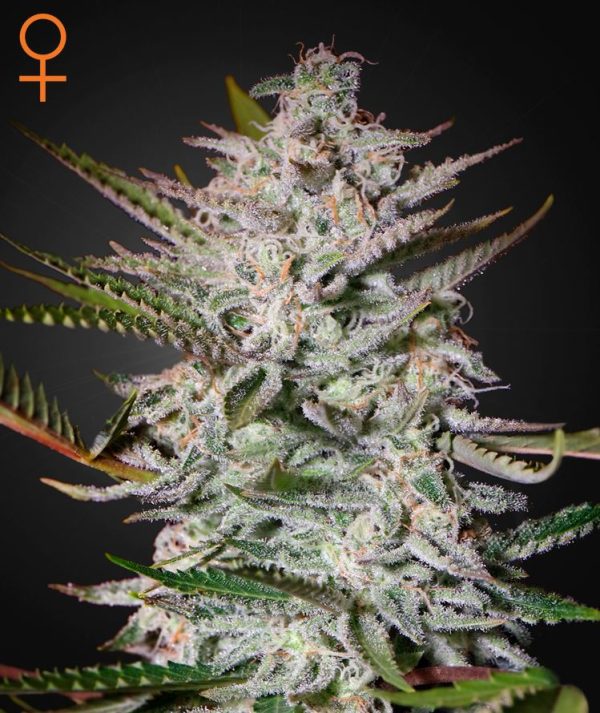 Holy Punch by Green House Seeds