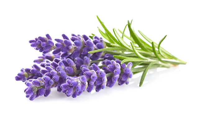 Lavendel-und-Cannabis