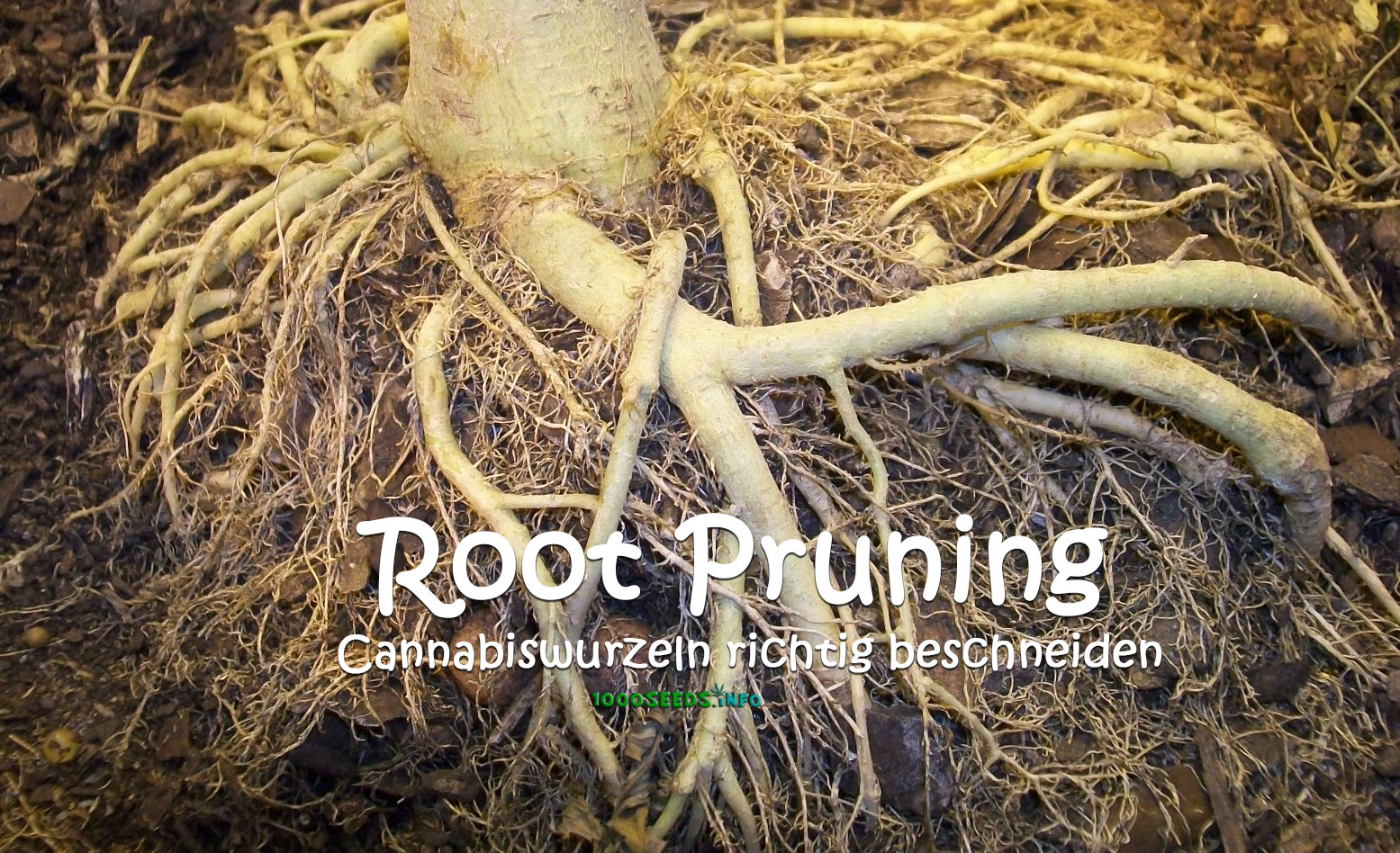 Root-Pruning-Cannabiswurzeon