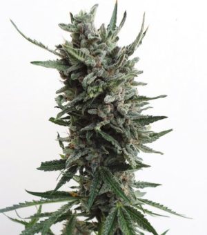 Auto Critical HOG von TH Seeds