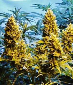 Auto Northern HOG von TH Seeds