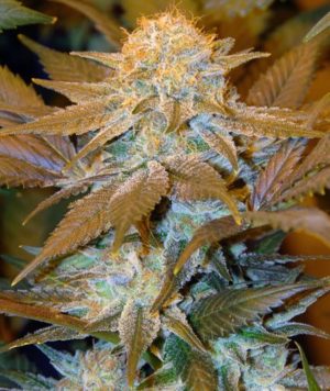 Critical Hog von TH Seeds