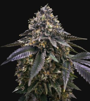 French Macaron von TH Seeds