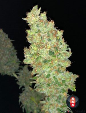 Strawberry AKeil (Serious Seeds) 6 feminisierte Samen