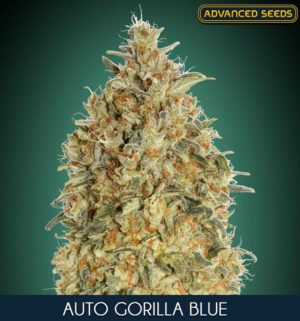 Auto Gorilla Blue