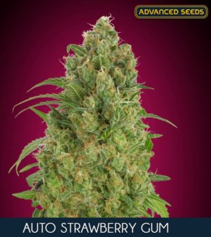 Auto Strawberry Gum von Advanced Seeds