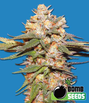 Big-Bomb-Auto