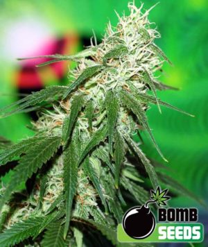 Buzz Bomb von Bomb Seeds