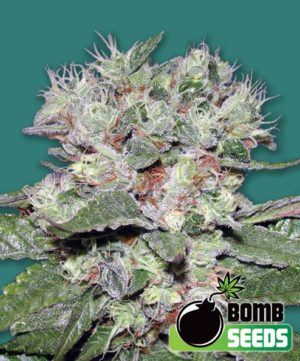 CBD Bomb von Bomb Seeds