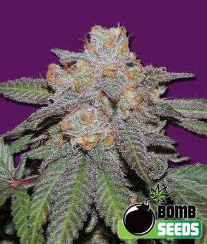 Cherry Bomb Auto von Bomb Seeds