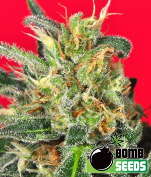 Cluster Bomb von Bomb Seeds