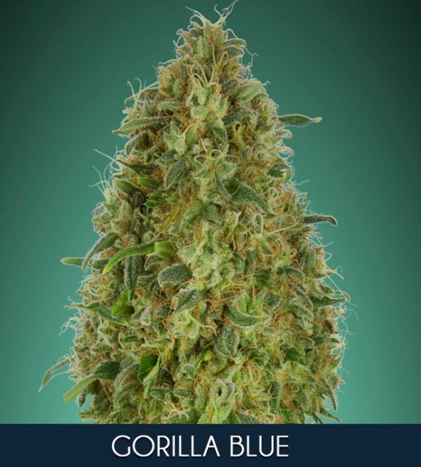 Gorilla Blue von Advanced Seeds