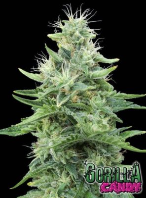 Gorilla Candy von Eva Seeds