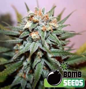 Hash Bomb von Bomb Seeds