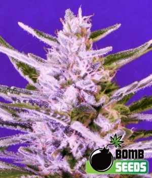 Ice Bomb von Bomb Seeds