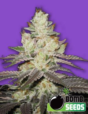 Killer Purps von Bomb Seeds