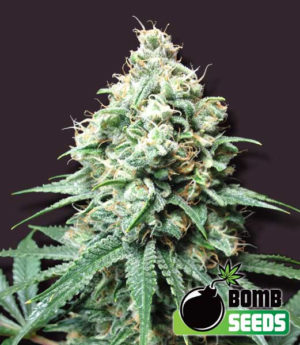 Kush-Bomb