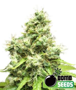 Medi Bomb #1 von Bomb Seeds