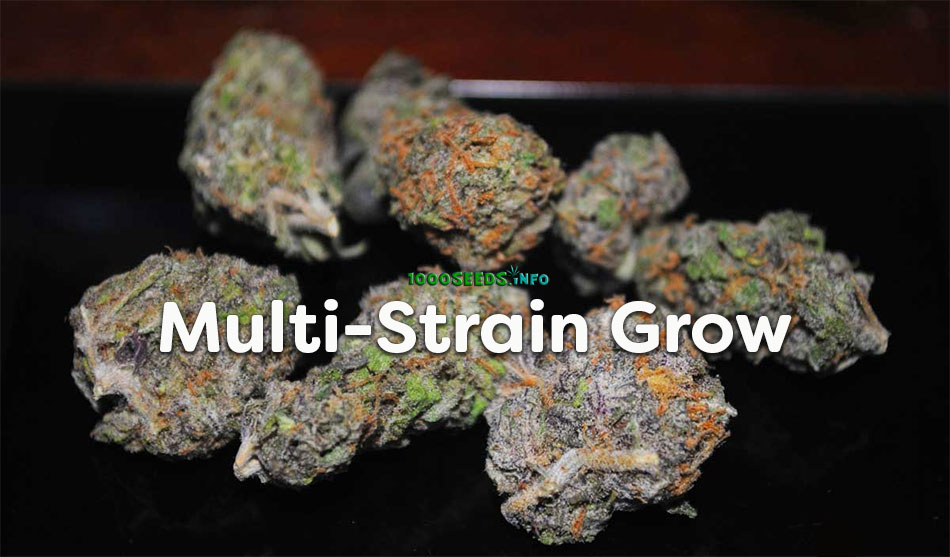 Multi-Strain-Grow