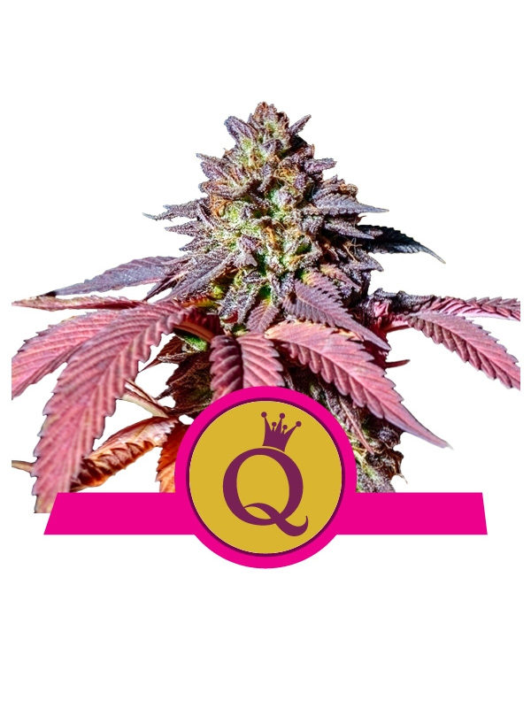 Púrpura-Queen