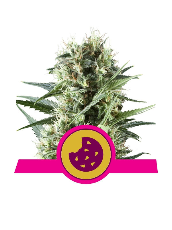 Royal Cookies Royal Queen Seeds