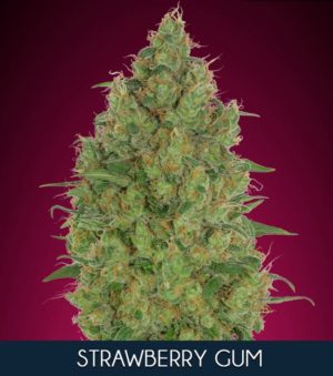 Strawberry Gum von Advanced Seeds