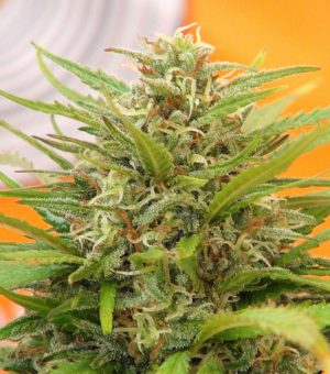 Super AK von Kannabia