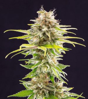 Super OG Kush von Kannabia