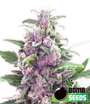 THC-bomb