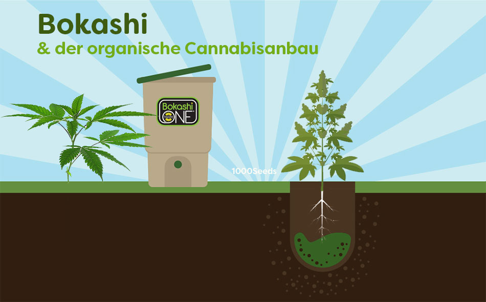 Cultivo de cannabis en Bokashi