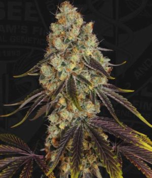 French Cookies T.H. Seeds