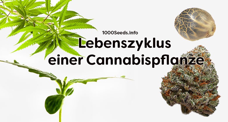 Lebenszyklus-Cannabispflanze