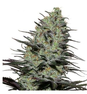 Morpheus von Buddha Seeds