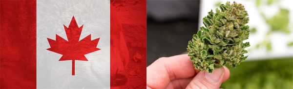 medical-Marijuana-Kanada