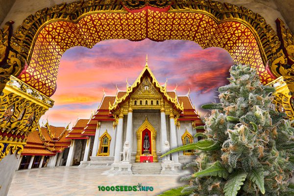 Cannabislegalisierung-thailand