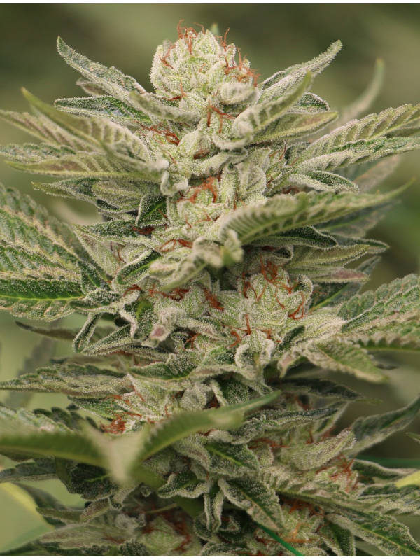 Sapphire Scout by Humboldt Seeds