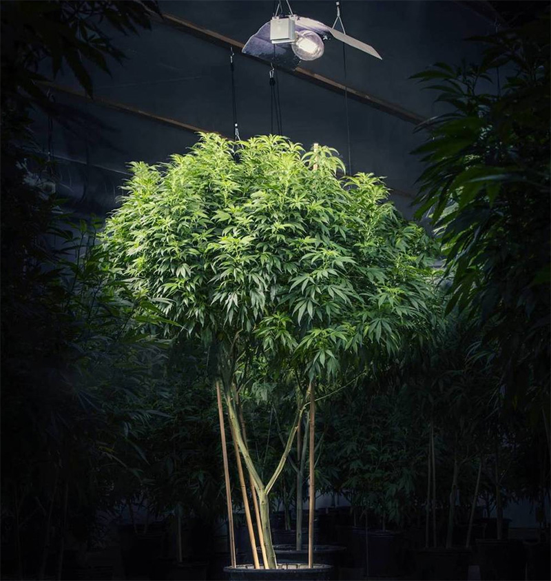 mutterpflanze Cannabis - 1000Seeds