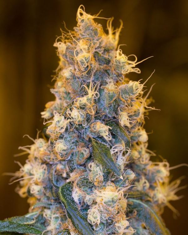 Blue Fire by Humboldt Seeds