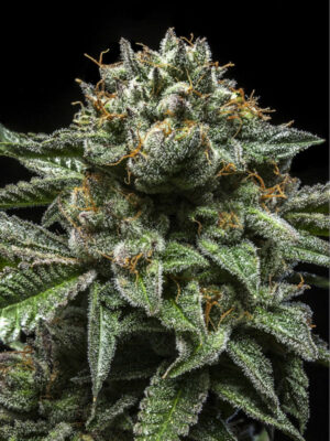 ChemPie von Ripper Seeds