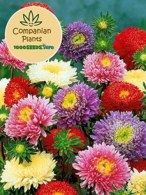 Companion-Plants-Crisantemo