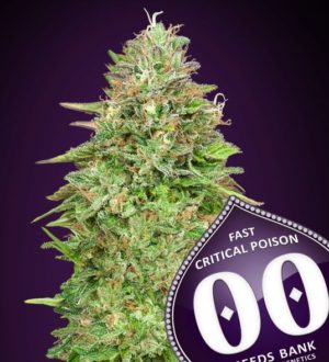 Critical Poison - Fast Version