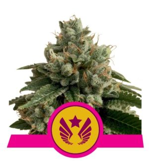 Legendary Punch von RQS