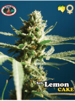 Lemon Cake