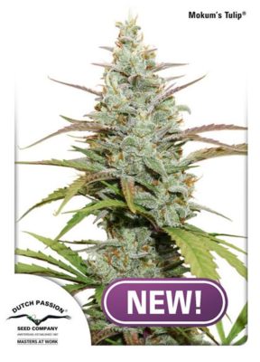 Mokums Tulip von Dutch Passion