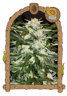 Monstermash-Exotic-Seeds