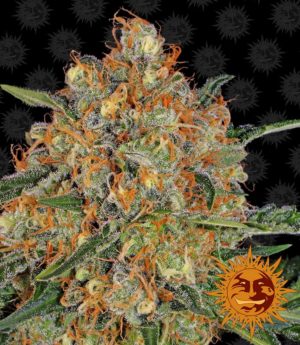 Orange Sherbert