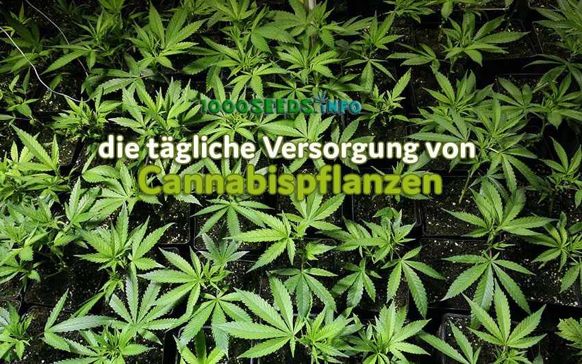 Care cannabis plants
