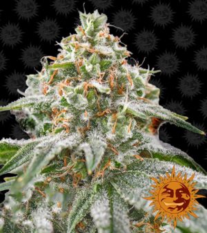 Pink Kush von Barneys Farm