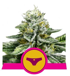 Sherbet Queen von RQS