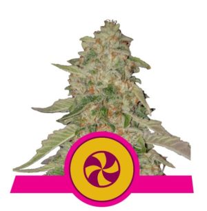 Sweet Zkittlez von RQS